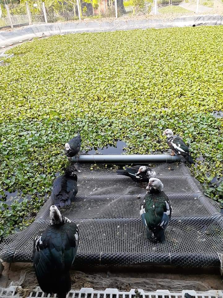 Vịt Xiêm Pháp -  Sự Lựa Chọn Hoàn Hảo Cho Các Trang Trại Sinh Thái