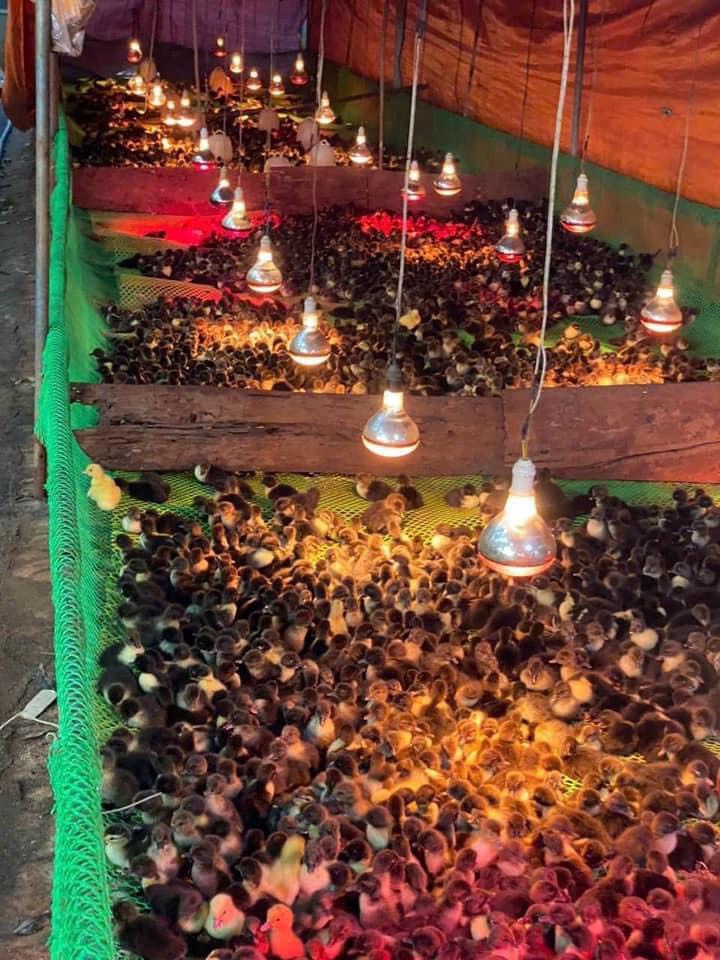 Vịt Xiêm Pháp -  Sự Lựa Chọn Hoàn Hảo Cho Các Trang Trại Sinh Thái