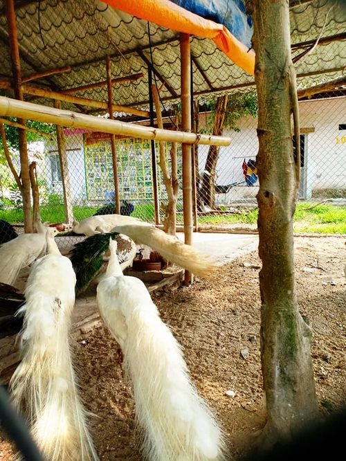 Chim Công vẻ đẹp kiêu hãnh của Đại ngàn