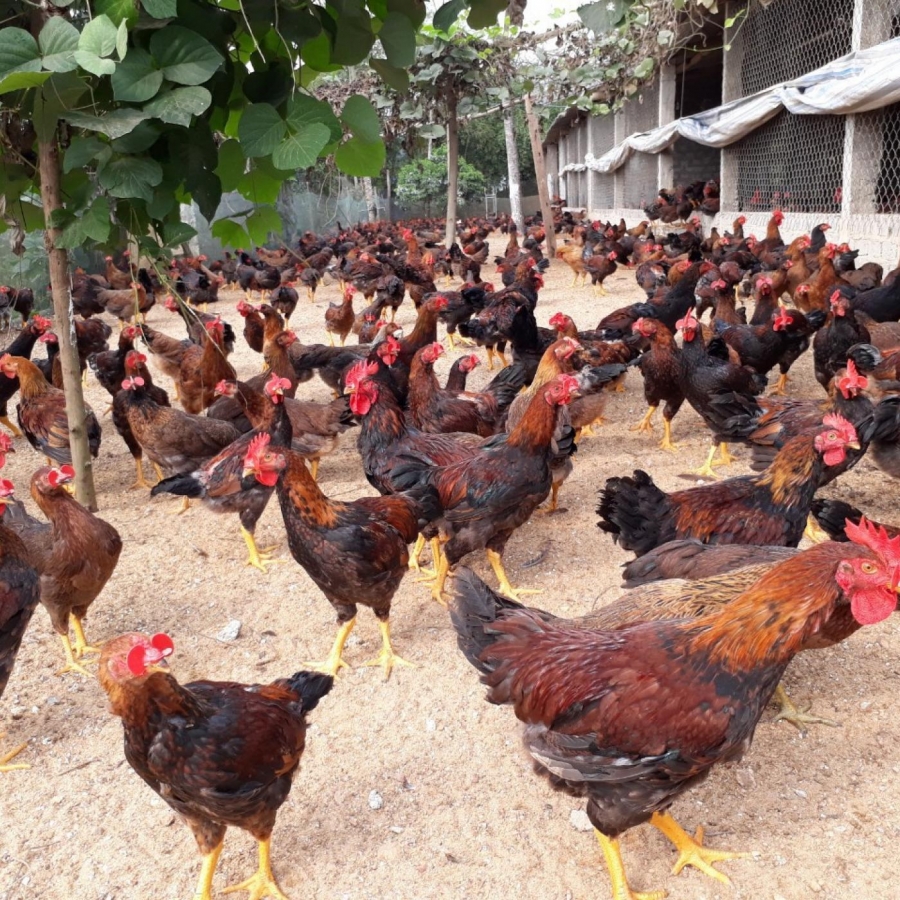 Gà nòi Bình Định