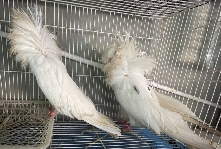 Những loại gia cầm kiểng nào yêu thích nhất hiện nay? Vì sao?