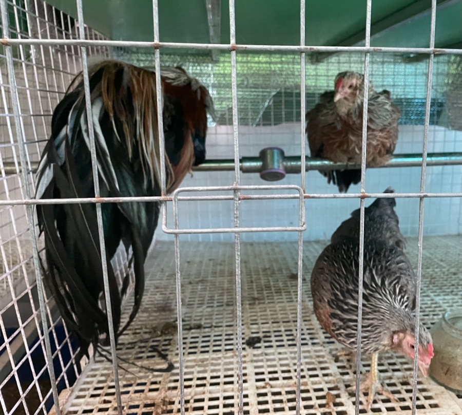 Những loại gia cầm kiểng nào yêu thích nhất hiện nay? Vì sao?