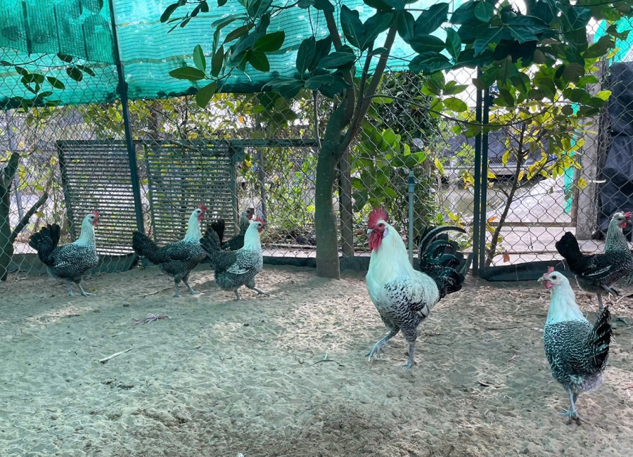 Mô hình nuôi Gà Thảo Dược, Hướng đi mới trong chăn nuôi