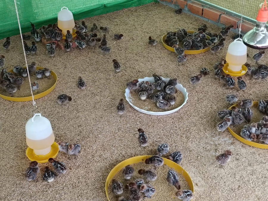 Mô hình nuôi Gà Thảo Dược, Hướng đi mới trong chăn nuôi