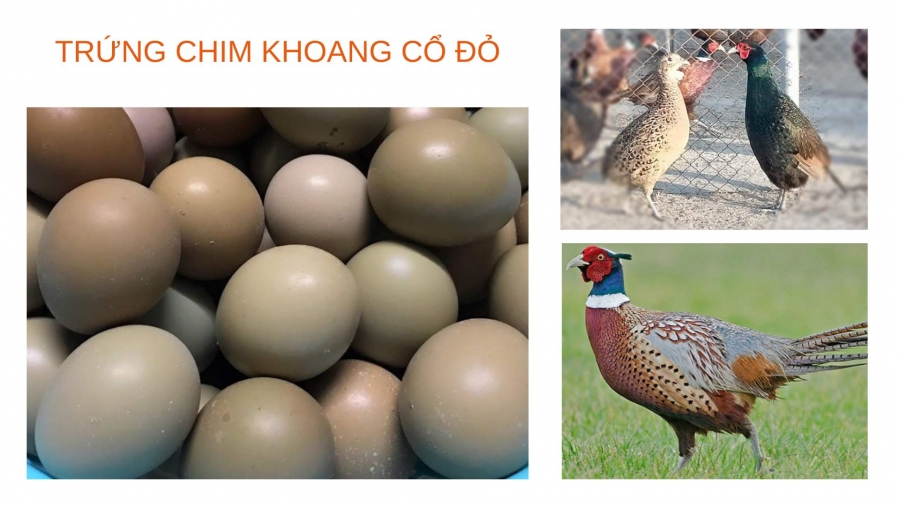 TRỨNG SẠCH – GIẢI PHÁP DINH DƯỠNG AN TOÀN CHO GIA ĐÌNH VIỆT