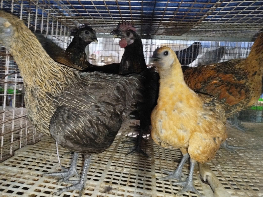 Gà Hơ Mông Bản Địa có gì đặc biệt, khiến thực khách phải săn lùng?