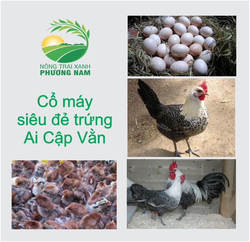 Hiệu quả kinh tế Mô hình 100 con gà Ai Cập lấy trứng