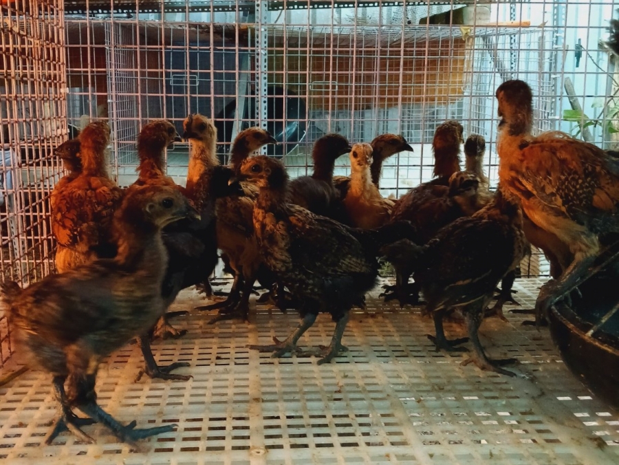 Gà choai - Giải pháp an toàn cho nông hộ không chuyên