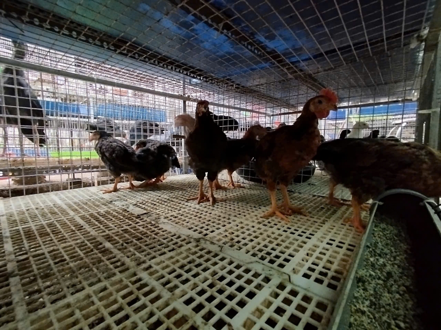 Gà choai - Giải pháp an toàn cho nông hộ không chuyên