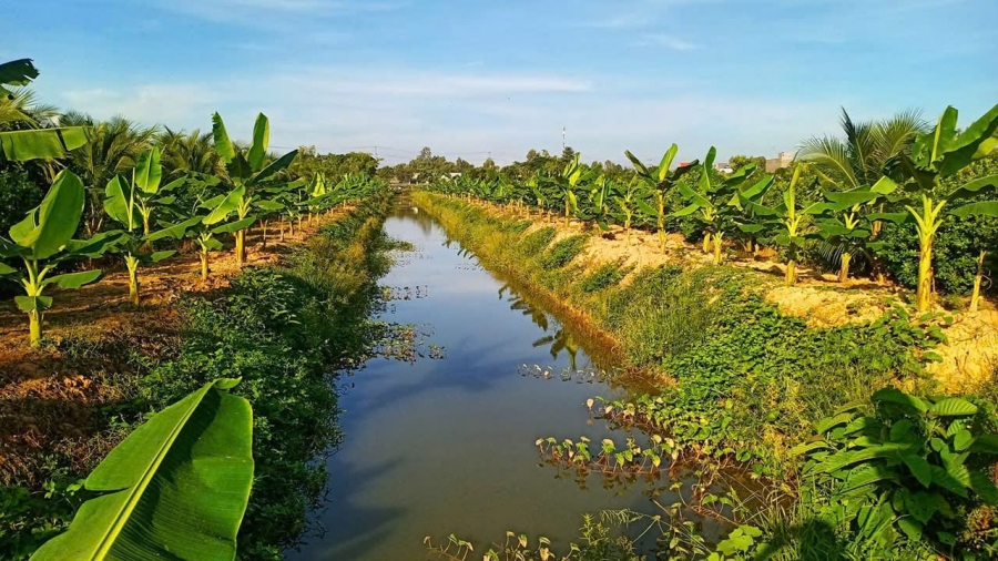 Chuối Sáp - Đặc sản Trà Vinh - Việt Nam