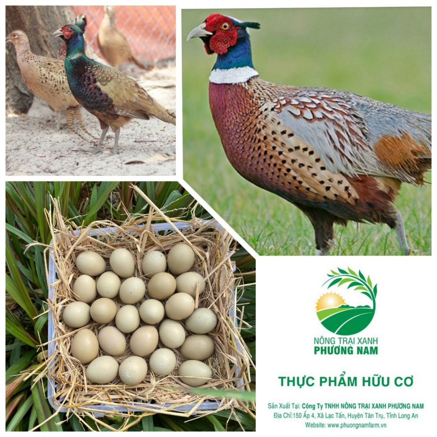 TRỨNG CHIM TRĨ – VÌ SAO GIÀU GIÁ TRỊ DINH DƯỠNG HƠN TRỨNG GÀ? PHÂN TÍCH CHI TIẾT & BẢNG SO SÁNH