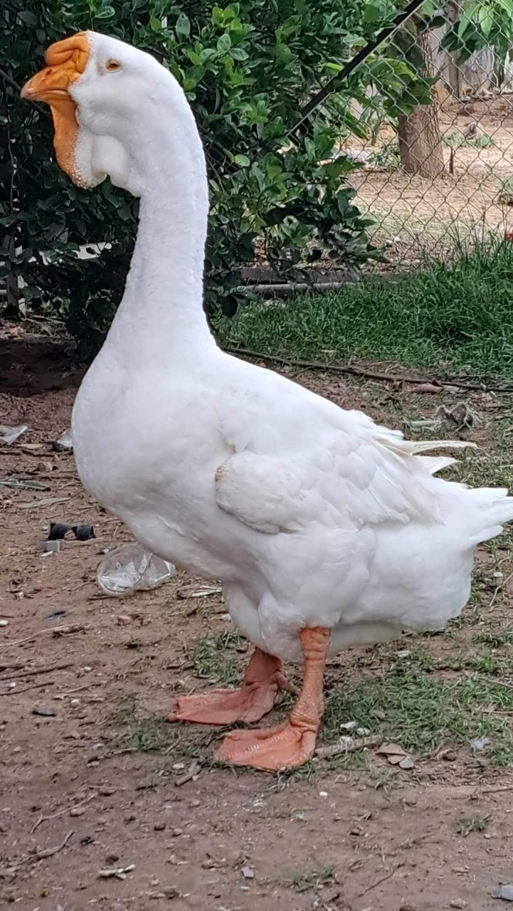 Ngỗng Sư Tử – Giống ngỗng lớn nhất thế giới, siêu tăng trọng, cực kỳ kinh tế