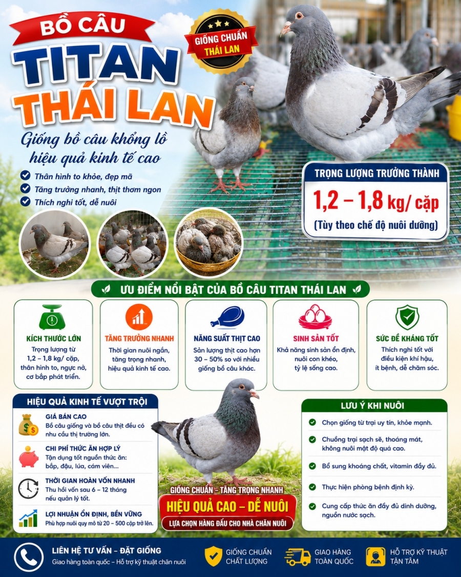 Bồ câu Tian Thái Lan - Giống bồ câu ưu điểm vượt trội