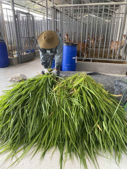 Kinh nghiệm chọn hươu sao giống