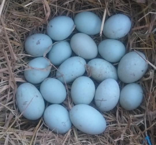 Trứng vịt trời sạch (Organic)
