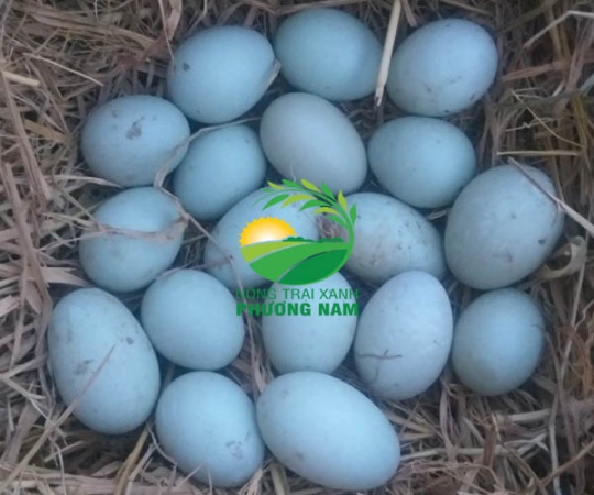 Tại sao trứng vịt trời sạch 