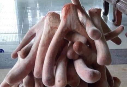 Nhung hươu tươi - Phương Nam - Dược liệu quý hiếm cho sức khỏe