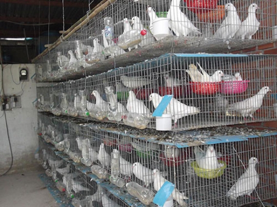 Kỹ thuật nuôi chim bồ câu nhốt chuồng