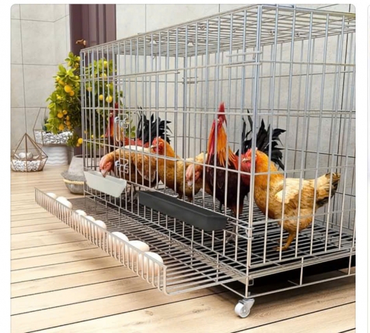 Mô hình nuôi gà trên sân thượng  kết hợp trồng rau sạch