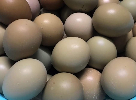 TRỨNG CHIM TRĨ - MÓN ĂN BỔ DƯỠNG