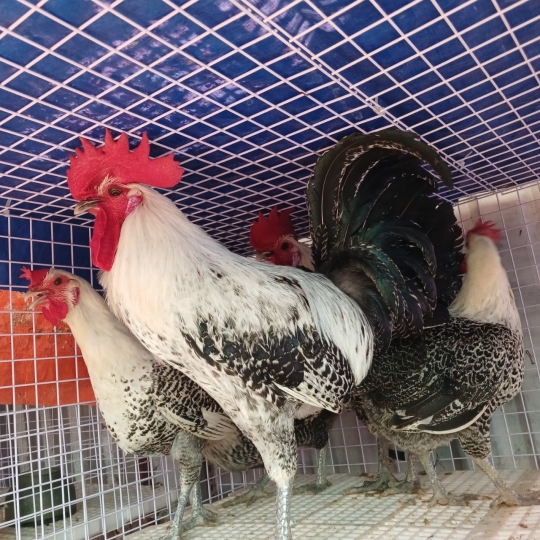 Gà Ai Cập Vằn siêu trứng - Cách chăm sóc