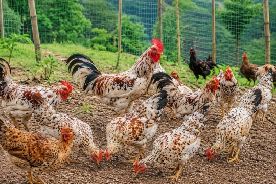 gà Ri Hoa Mơ Tiên Yên và gà Tàu Vàng – hai giống gà được nuôi phổ biến tại Việt Nam có gì khác nhau?
